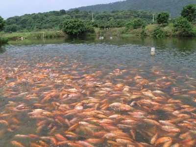 水產養殖水質常規檢測的傳感器有哪些？