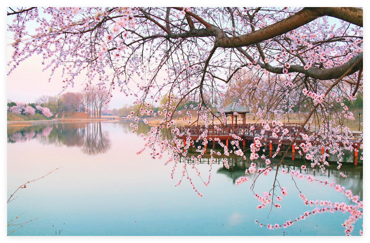 花粉實(shí)時(shí)監(jiān)測告別花粉過敏焦慮